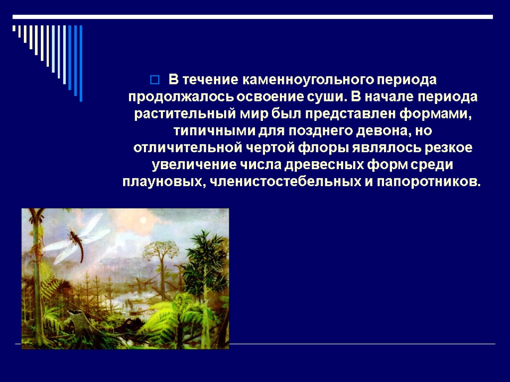 В течение каменноугольного периода продолжалось освоение суши. В начале периода растительный мир был представлен